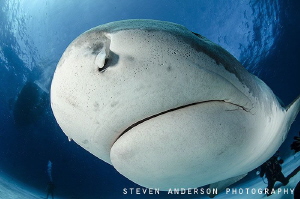 safe distance and respect for this large shark .... they ... by Steven Anderson 